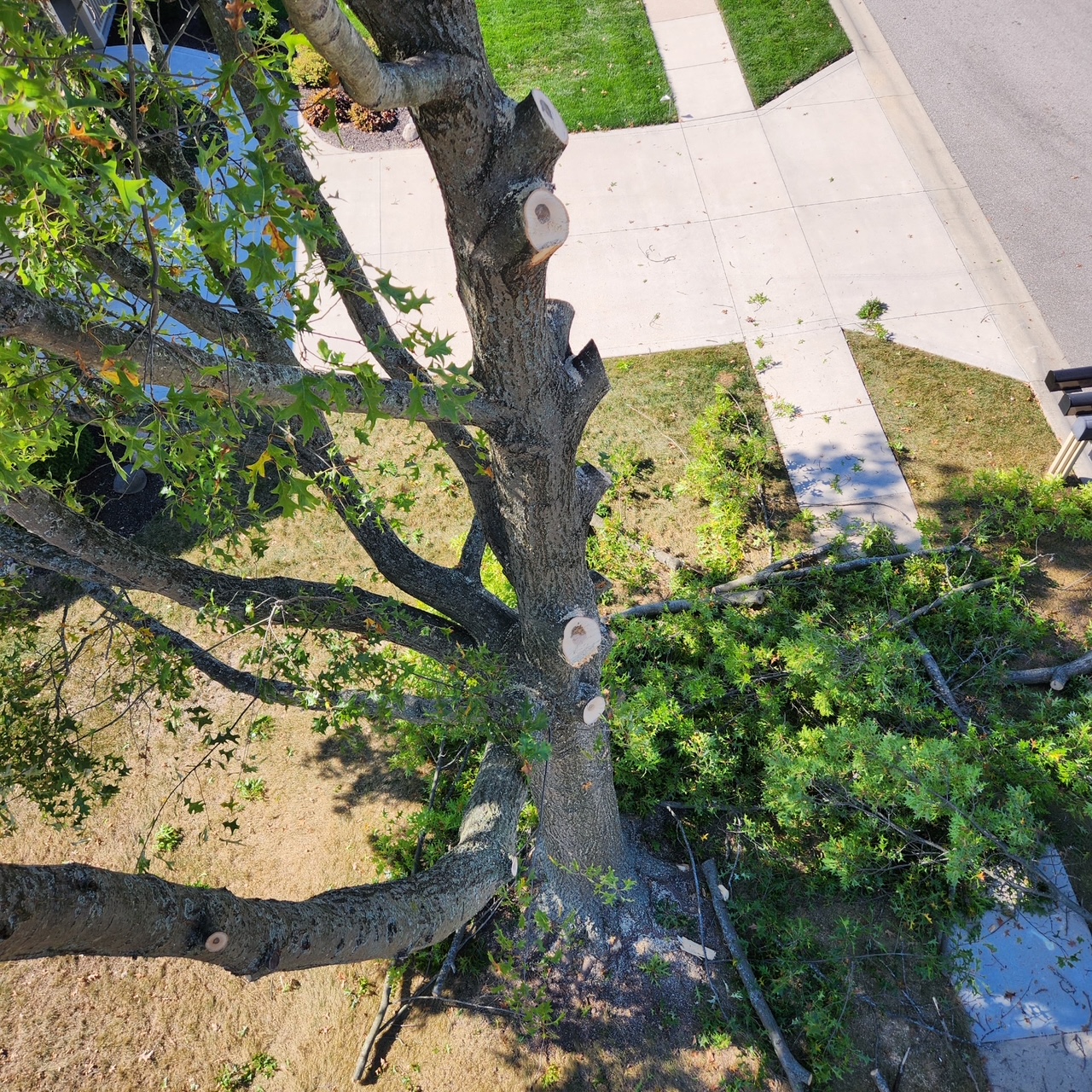 Tree service job photo 1