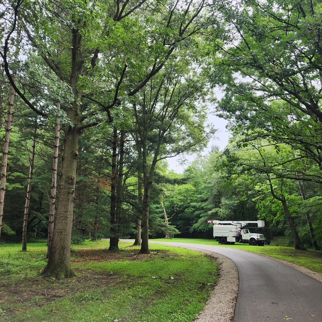 Tree service job photo 2