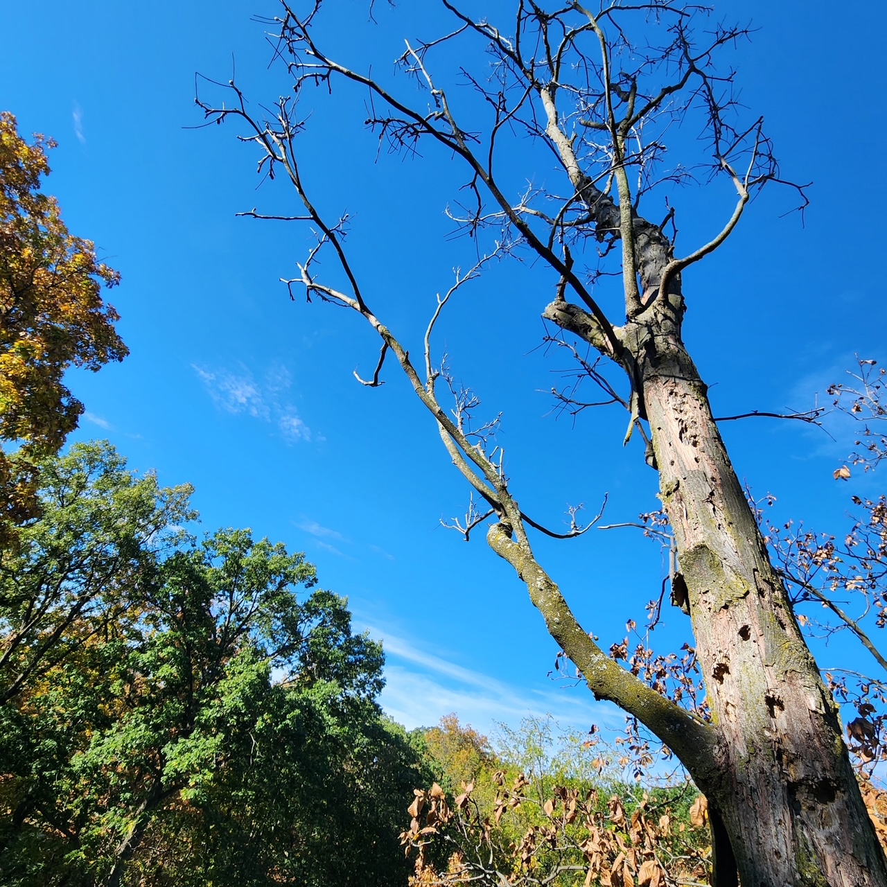 Tree service job photo 4